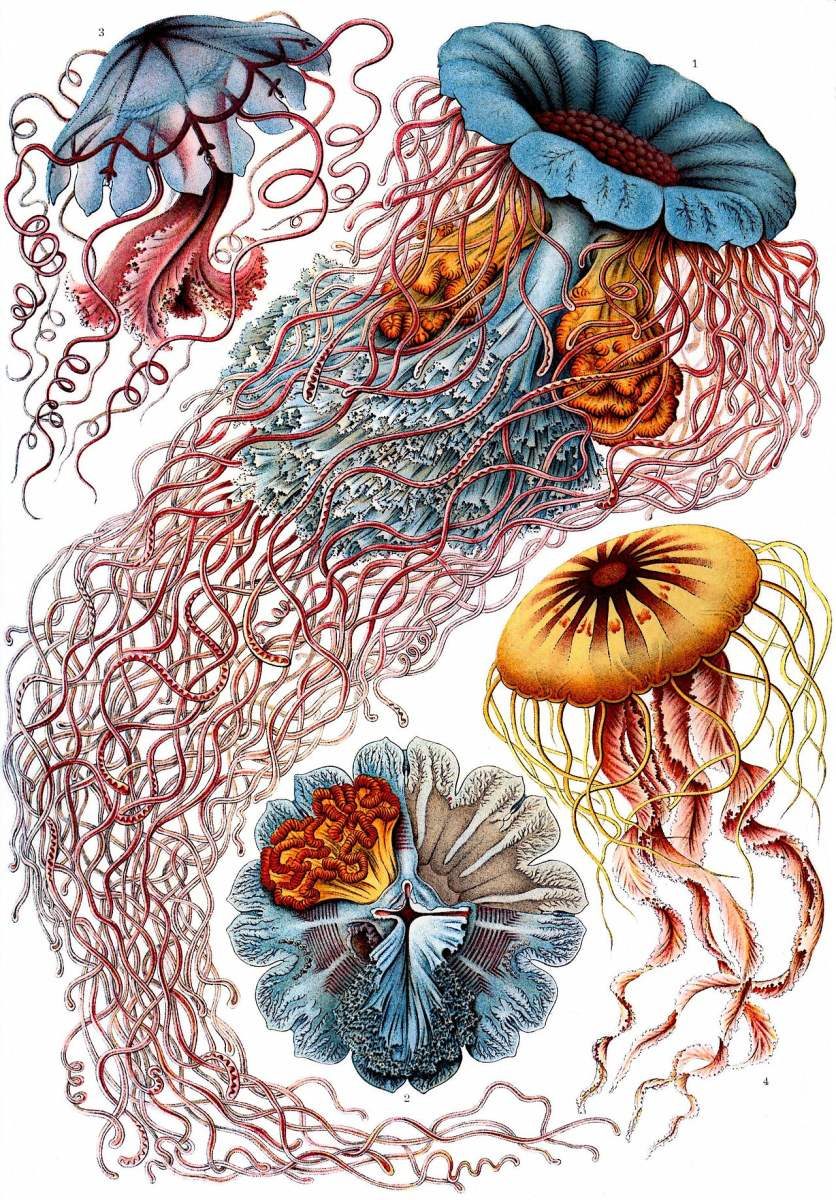 Discomedusae (Jellyfish) — Ernst Haeckel