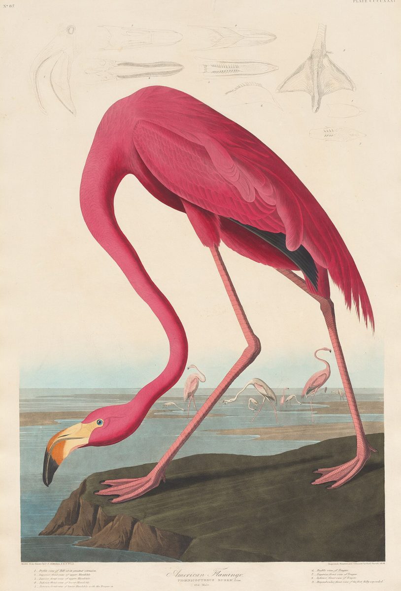 American Flamingo — John James Audubon