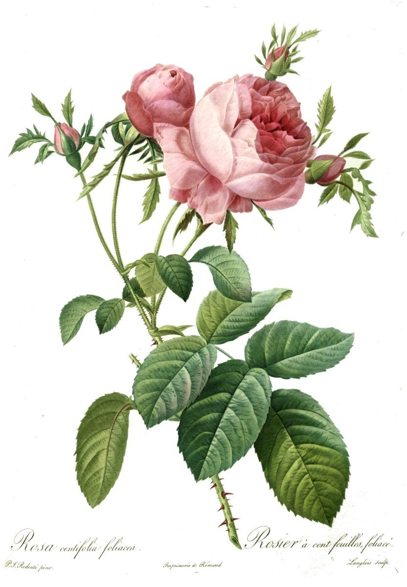 Rosa centifolia foliacea — Pierre-Joseph Redouté