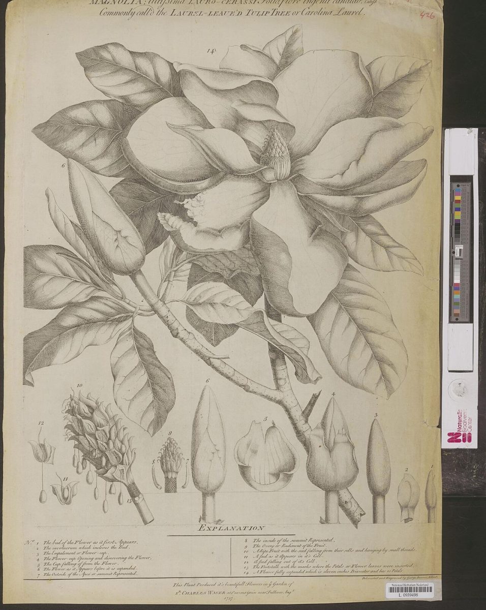 Magnolia altissima — Georg Dionysius Ehret